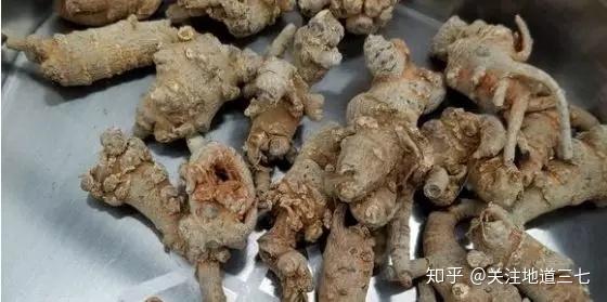 三七最新价格及行情分析